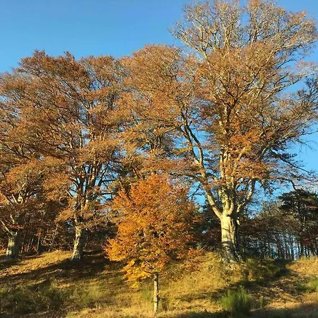Lägenhet Gite De Charme Le Havre De Paix D'arcelet Le Chambon-sur-Lignon